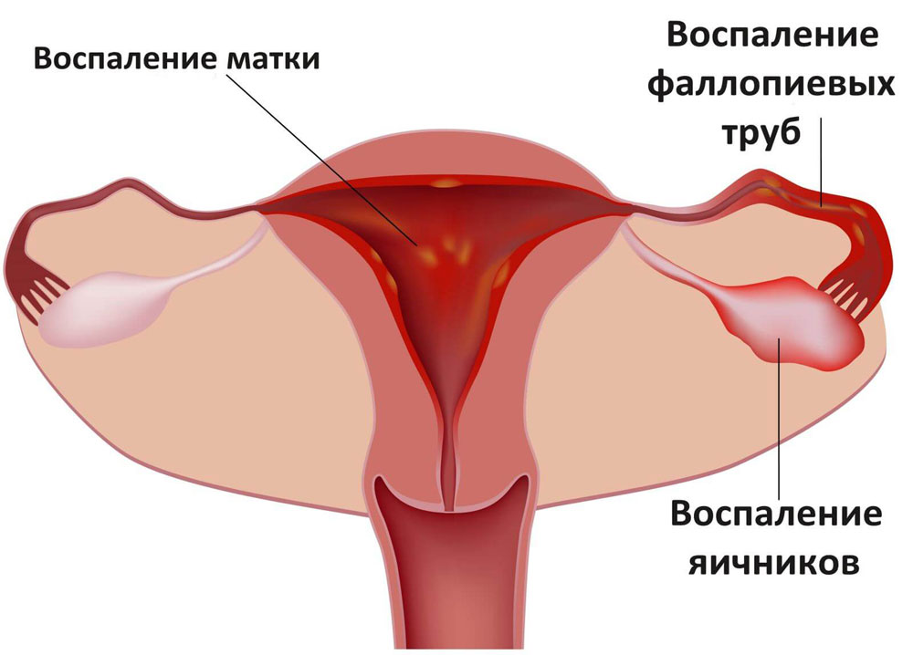 репродуктивная система