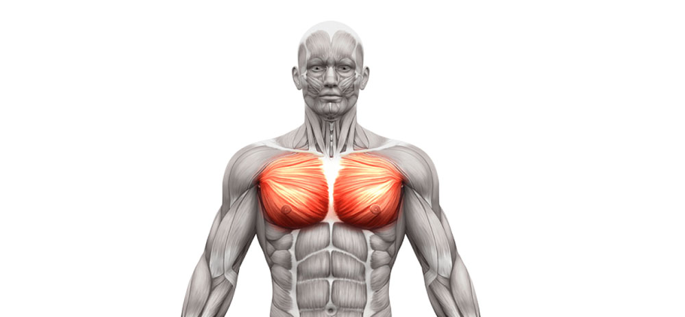 Большая грудная мышца