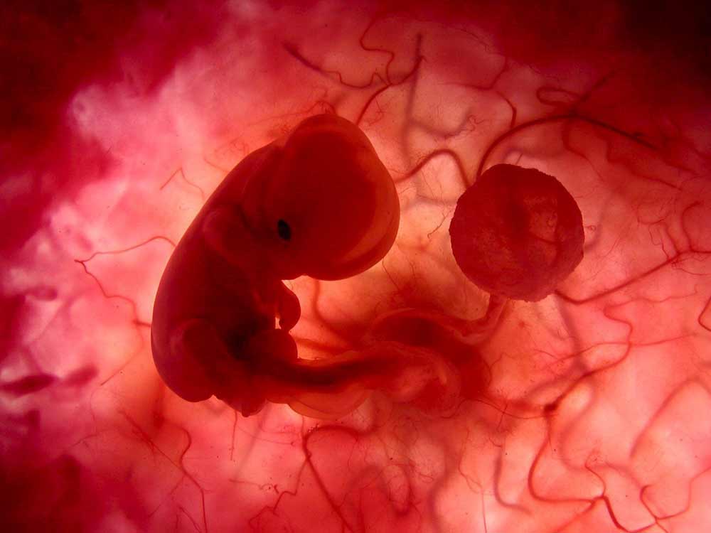 развитие эмбриона человека